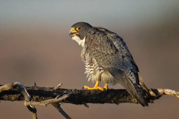 Framed Print : Peregrine Falcon Framed Print : Peregrine Falcon