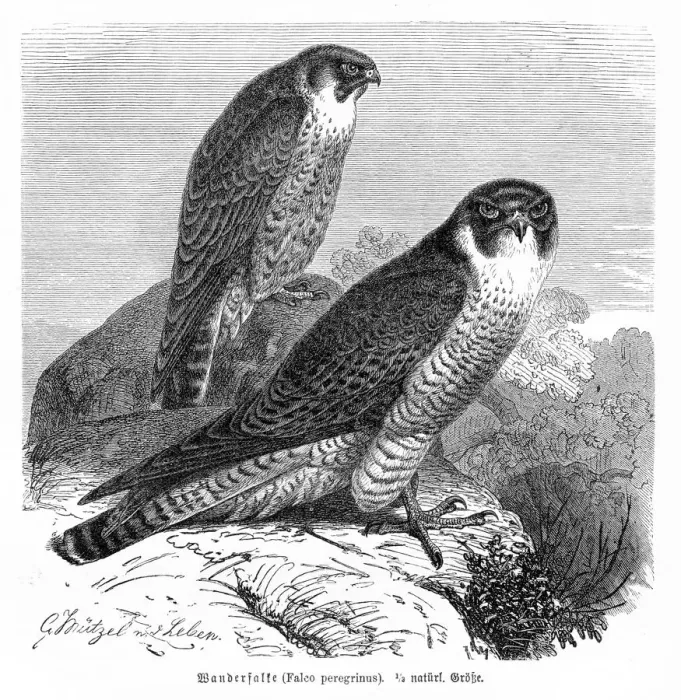 Framed Print : Peregrine Falcon engraving 1892 Framed Print : Peregrine Falcon engraving 1892