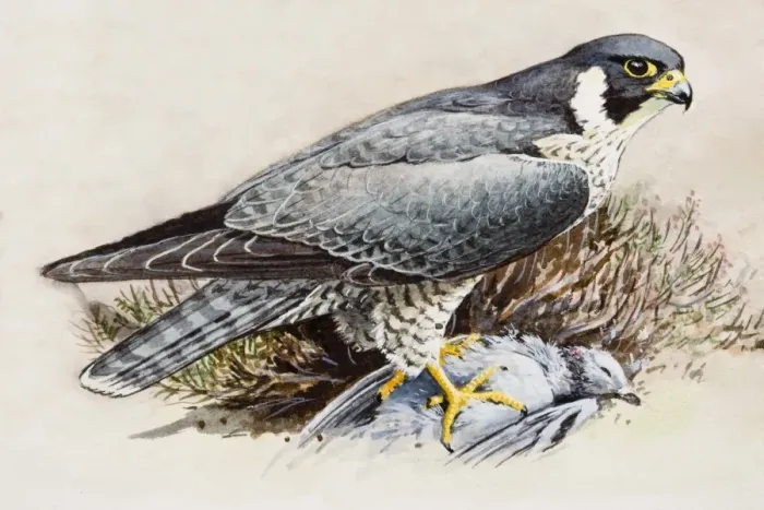 Framed Print : Peregrine falcon (Falco peregrinus), perching on top of dead bird Framed Print : Peregrine falcon (Falco peregrinus), perching on top of dead bird