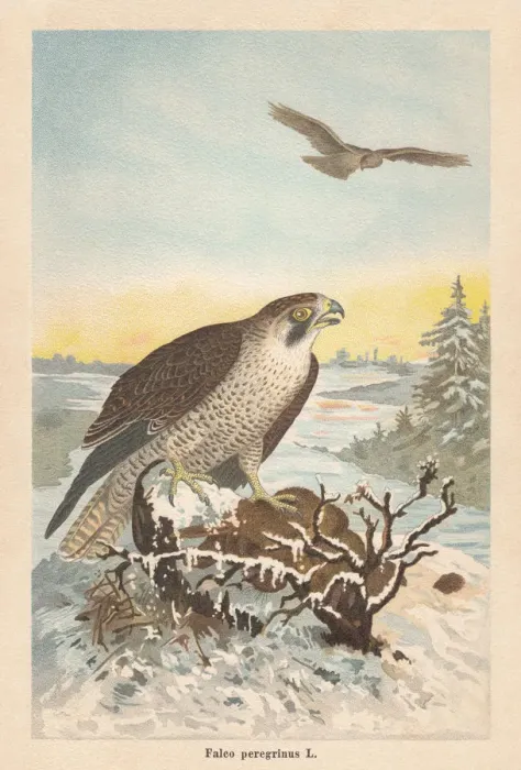 Framed Print : Peregrine falcon (Falco peregrinus), chromolithograph, published in 1896 Framed Print : Peregrine falcon (Falco peregrinus), chromolithograph, published in 1896