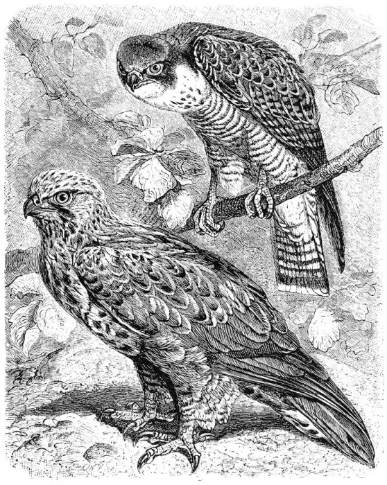 Framed Print : The peregrine falcon (Falco peregrinus) and The rough-legged buzzard (Buteo lagopus) Framed Print : The peregrine falcon (Falco peregrinus) and The rough-legged buzzard (Buteo lagopus)
