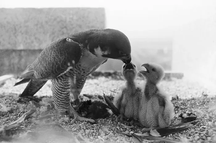 Framed Print : Peregrine Falcon Feeding Her Chicks Framed Print : Peregrine Falcon Feeding Her Chicks