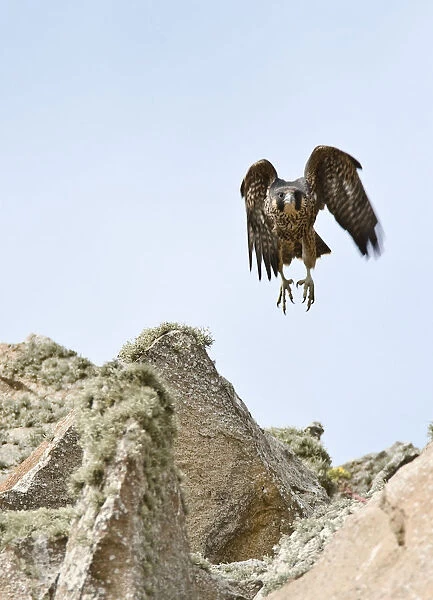 Peregrine Falcon Fledgling Flying