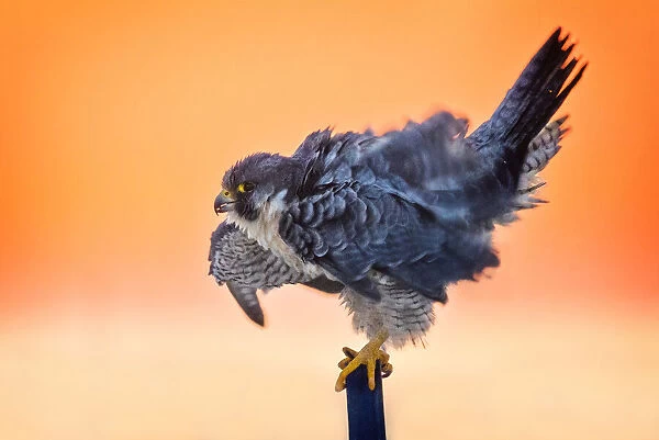 Peregrine Falcon Fluffing His Feathers at Sunrise on Long Island