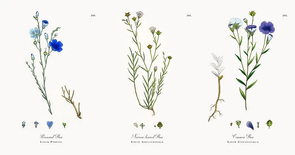 Perennial Flax, Linum Perenne, Victorian Botanical Illustration, 186