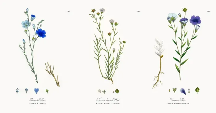 Framed Print : Perennial Flax, Linum Perenne, Victorian Botanical Illustration, 186 Framed Print : Perennial Flax, Linum Perenne, Victorian Botanical Illustration, 186
