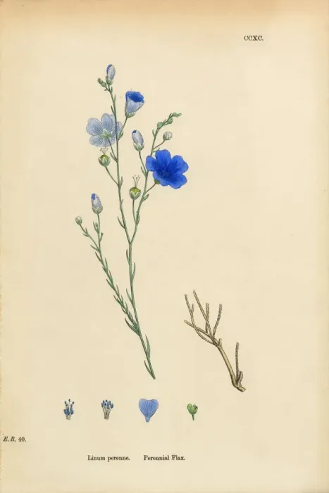 Framed Print : Perennial Flax, Linum Perenne, Victorian Botanical Illustration, 1863 Framed Print : Perennial Flax, Linum Perenne, Victorian Botanical Illustration, 1863