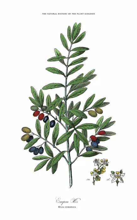 Framed Print : Perennials, Plant Kingdom, Victorian Botanical Illustration, Circa 1853 Framed Print : Perennials, Plant Kingdom, Victorian Botanical Illustration, Circa 1853