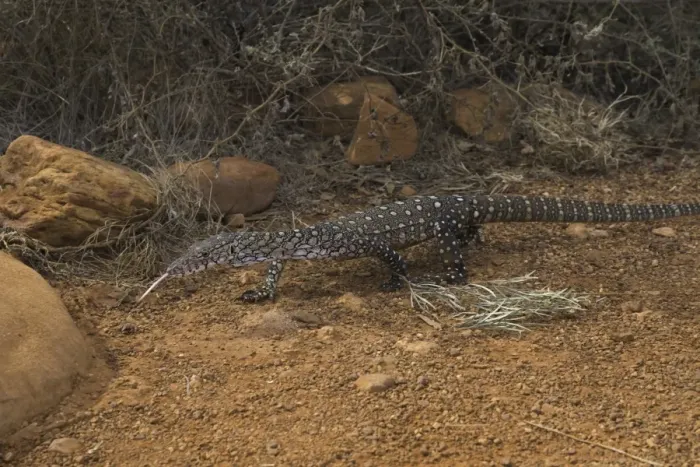 Framed Print : Perentie monitor lizard Framed Print : Perentie monitor lizard