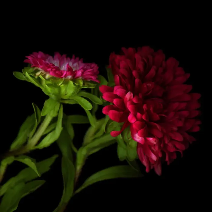 Framed Print : A Perfect Example... Asters Framed Print : A Perfect Example... Asters