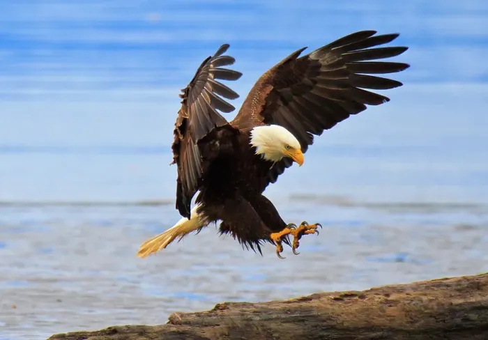 Framed Print : Perfect landing, bald eagle, Alaska Framed Print : Perfect landing, bald eagle, Alaska