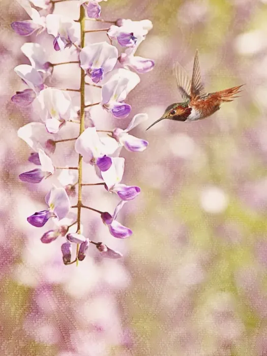 Framed Print : Perfect Purple Framed Print : Perfect Purple