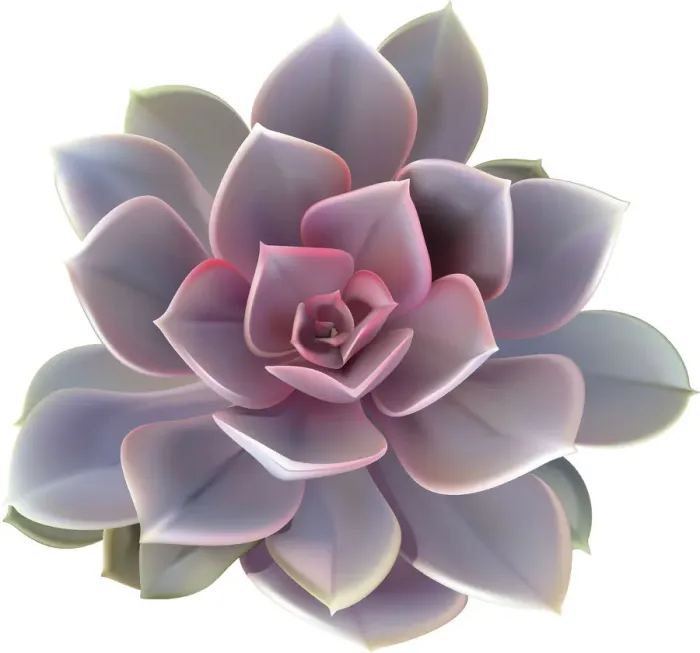 Framed Print : Perfect Purple Echeveria Framed Print : Perfect Purple Echeveria