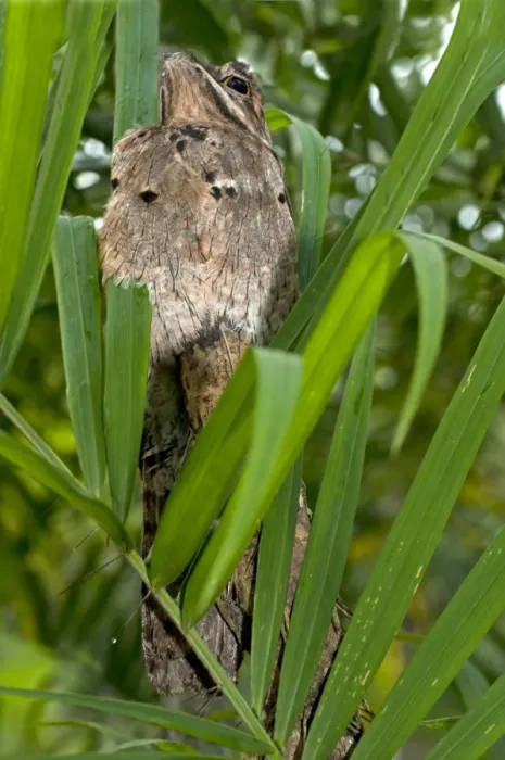 Framed Print : Perfectly camouflaged Common Potoo -Nyctibius griseus- breeding on a tree stump with its short beak pointing upwards to imitate a branch, Tiputini Rainforest, Yasuni National Park, Ecuador, South America Framed Print : Perfectly camouflaged Common Potoo -Nyctibius griseus- breeding on a tree stump with its short beak pointing upwards to imitate a branch, Tiputini Rainforest, Yasuni National Park, Ecuador, South America