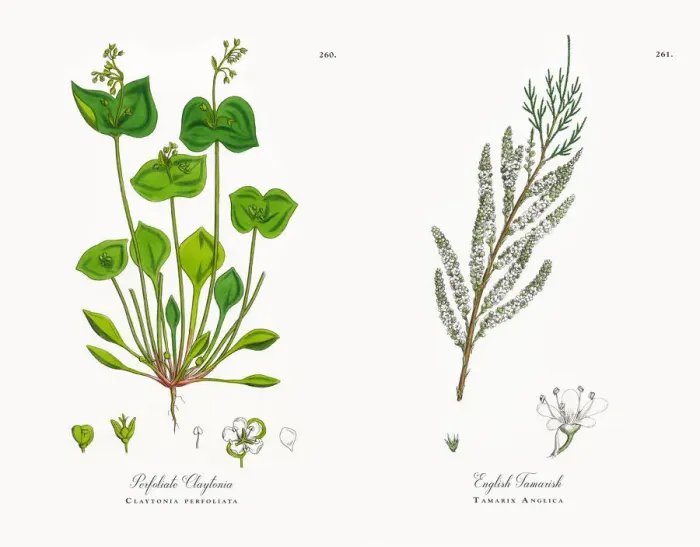 Framed Print : Perfoliate Claytonia, Claytonia perfoliata, Victorian Botanical Illustration, 1863 Framed Print : Perfoliate Claytonia, Claytonia perfoliata, Victorian Botanical Illustration, 1863