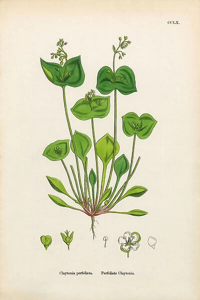 Perfoliate Claytonia, Claytonia perfoliata, Victorian Botanical Illustration, 186
