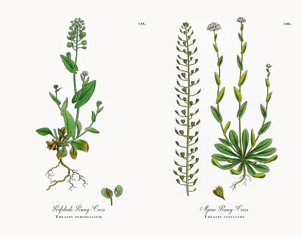Perfoliate Penny-Cress, Thlaspi perfoliatum, Victorian Botanical Illustration, 1863