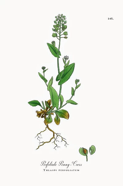 Perfoliate Penny-Cress, Thlaspi perfoliatum, Victorian Botanical Illustration, 1863