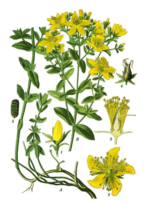 Framed Print : perforate St John s-wort, common Saint Johns wort, St Johns wort Framed Print : perforate St John s-wort, common Saint Johns wort, St Johns wort