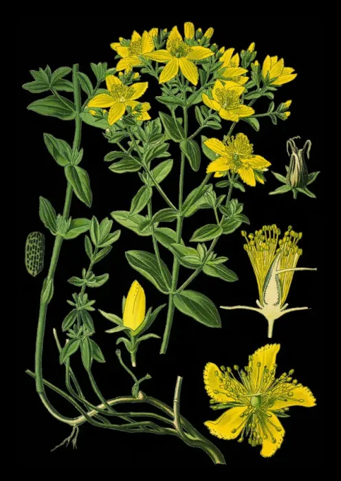Framed Print : perforate St John s-wort, common Saint Johns wort, St Johns wort Framed Print : perforate St John s-wort, common Saint Johns wort, St Johns wort