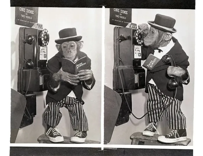 Framed Print : Performing Chimpanzee on the Phone Framed Print : Performing Chimpanzee on the Phone