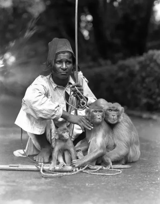 Framed Print : Performing monkeys Framed Print : Performing monkeys