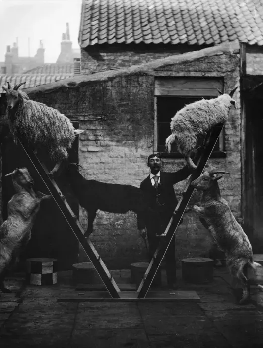 Framed Print : Performing Sheep Framed Print : Performing Sheep