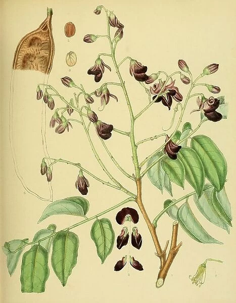 Pericopsis mooniana, native to Southeast Asia, Sri Lanka, digitally restored historical colour print from 1893