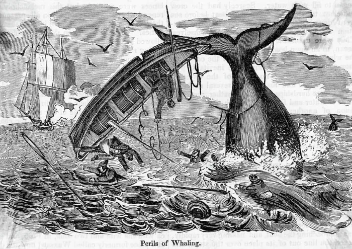 Framed Print : The Perils Of Whaling Boat Overturned