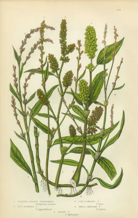Framed Print : Persecaria, Knotweed, Smartweed, Sorrel, Victorian Botanical Illustration Framed Print : Persecaria, Knotweed, Smartweed, Sorrel, Victorian Botanical Illustration