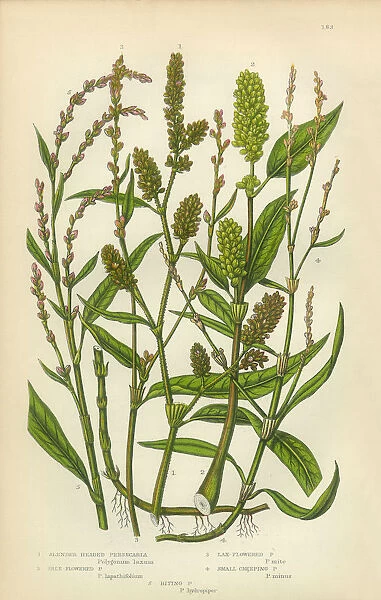 Persecaria, Knotweed, Smartweed, Sorrel, Victorian Botanical Illustration