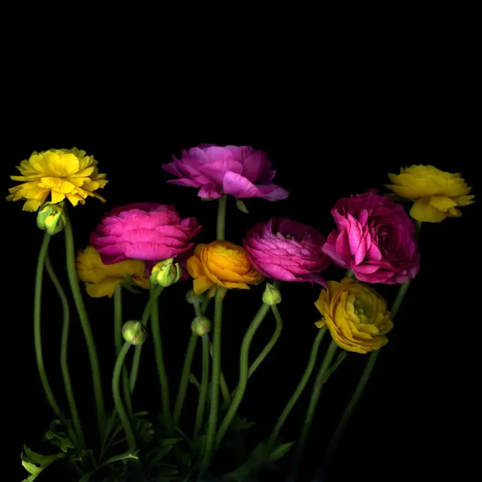 Framed Print : Persian buttercups (Ranunculus asiaticus) Framed Print : Persian buttercups (Ranunculus asiaticus)