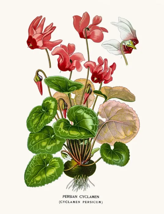 Framed Print : Persian cyclamen Framed Print : Persian cyclamen