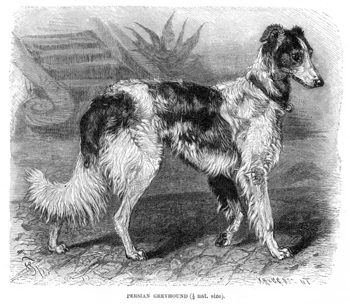 Framed Print : Persian greyhound dog engraving 1894 Framed Print : Persian greyhound dog engraving 1894