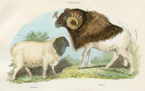 Persian and guinea sheep engraving 1893
