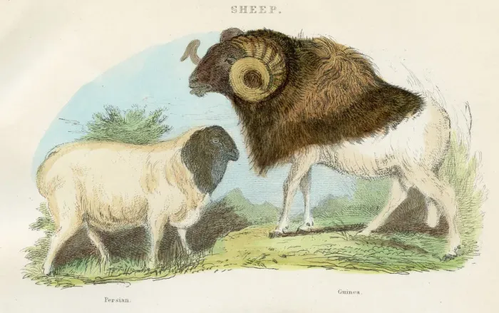 Framed Print : Persian and guinea sheep engraving 1893 Framed Print : Persian and guinea sheep engraving 1893