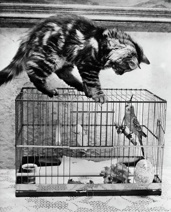 Framed Print : Persian Kitten and Parakeet Framed Print : Persian Kitten and Parakeet