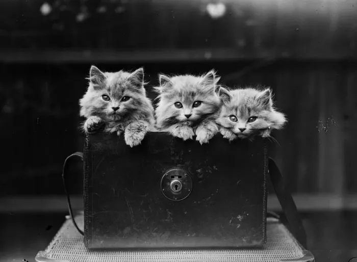 Framed Print : Persian Kittens Framed Print : Persian Kittens