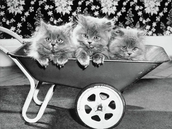 Framed Print : Three Persian Kittens in a Toy Wheelbarrow Framed Print : Three Persian Kittens in a Toy Wheelbarrow