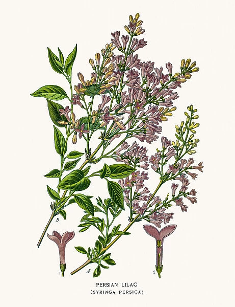 Persian Lilac tree flower