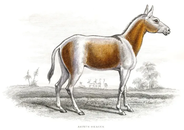 Framed Print : Persian onager illustration 1841 Framed Print : Persian onager illustration 1841