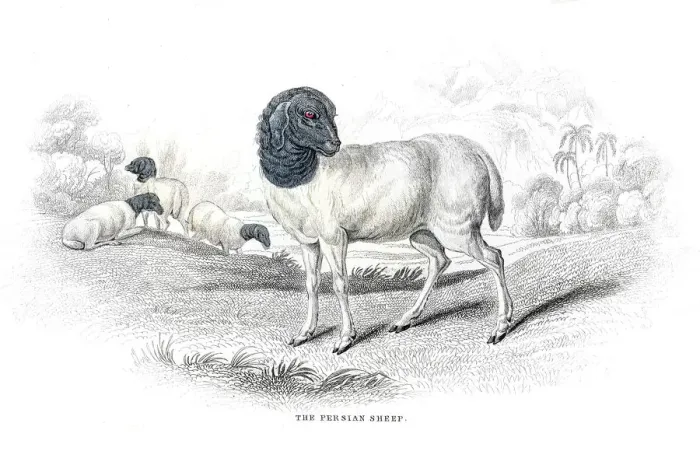 Framed Print : Persian sheep lithograph 1884 Framed Print : Persian sheep lithograph 1884