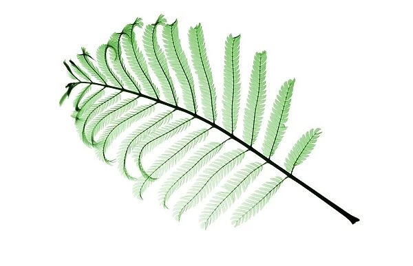 Persian silk tree twig (Albizia julibrissin), X-ray