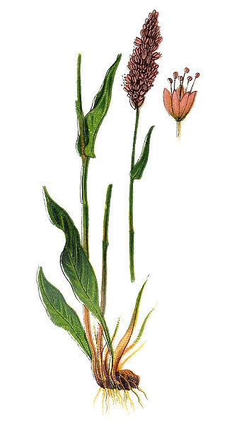 Persicaria bistorta (bistort, common bistort, European bistort or meadow bistort) or Bistorta officinalis