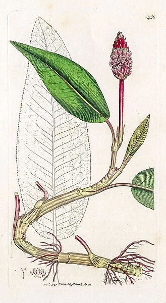 Persicaria plant