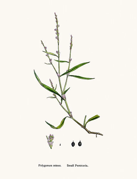 Persocaria plant
