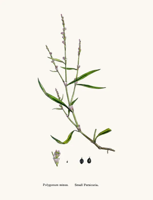 Framed Print : Persocaria plant Framed Print : Persocaria plant