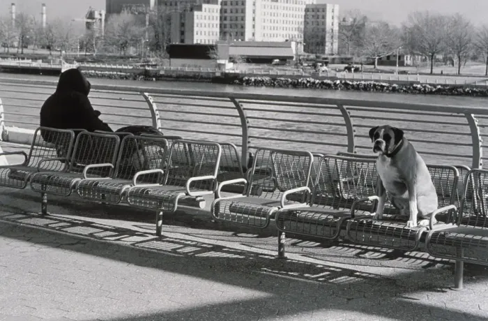 Framed Print : Person and dog sitting far apart on benches Framed Print : Person and dog sitting far apart on benches