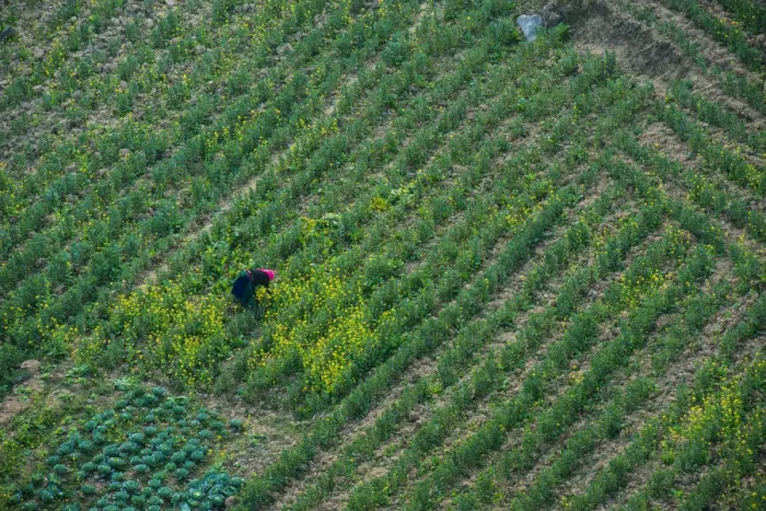 Framed Print : One person on a field, Vietnam
