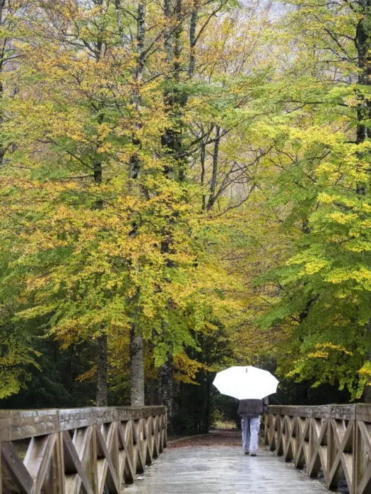 Framed Print : Person walking on a bridge of wood that crosses a forest with a white umbrella in autumn Framed Print : Person walking on a bridge of wood that crosses a forest with a white umbrella in autumn
